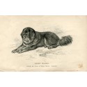 Dogs. Thibet Mastiff. Engraving 1890