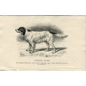 Dogs. Laverack Setter. Engraving 1890