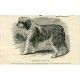 Dogs. Bob-Tailed Sheepdog. Engraving 1890.