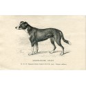 Dogs. Smooth-Coated Colley. Engraving 1890