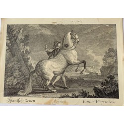 Genett Equus Hispanicus gestochen von Elias Ridinger