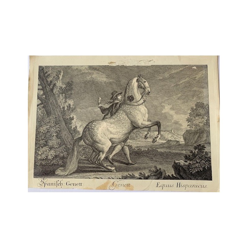 Genett Equus Hispanicus gravé par Elias Ridinger