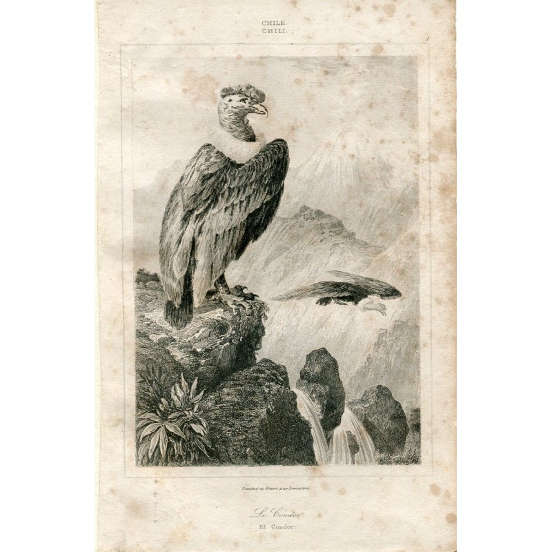 1840. Le condor, Chili. Lemaître.