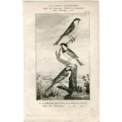 1835. Ornitologia. La cinciallegra, la cincia bigia e la cinciarella. Buffon.