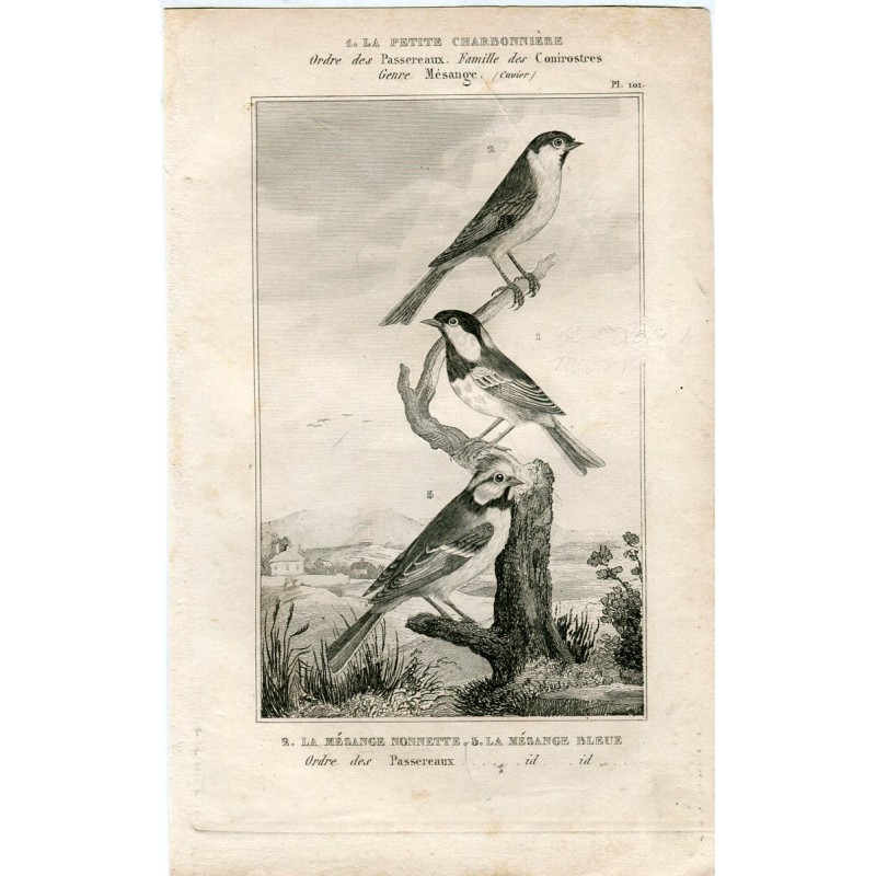 1835. Ornitologia. La cinciallegra, la cincia bigia e la cinciarella. Buffon.