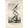 1835. Ornithology. The Great tit, the Marsh tit and the tomtit. Buffon.