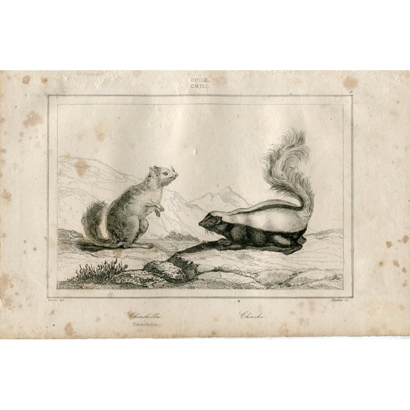 1840. Uno scoiattolo e una puzzola