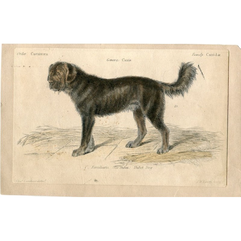 Incisione raffigurante un cane tibetano realizzata nel 1862