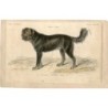 Gravure de chien du Tibet réalisée en 1862