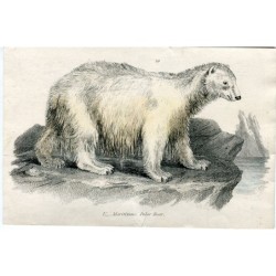 U...Maritimus. Gravure d'ours polaire