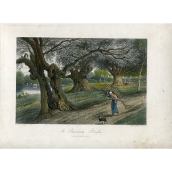 England. At Burnham Beeches. Engraved by A. Willmore.
