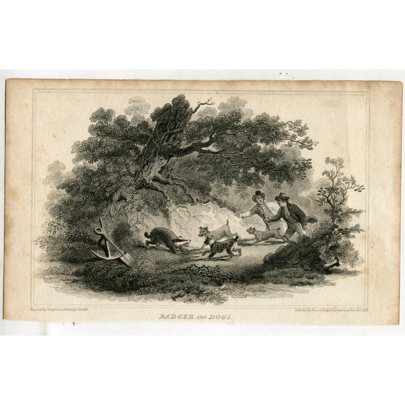 Dachs und Hunde, gestochen von J. Greig nach einem Gemälde von L. Clenell und veröffentlicht 1818