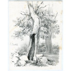 Litografia di quercia - Louis-Julien Jacottet