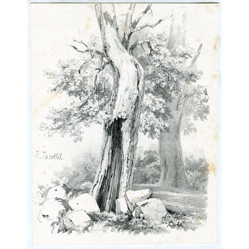 Lithographie de chêne - Louis-Julien Jacottet