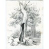 Oak tree lithography - Louis-Julien Jacottet