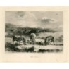 Red deer -  J.G. Millais - Antique print