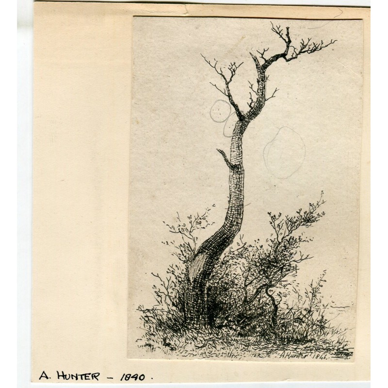 A. Hunter. Bushes, 19th century engraving.