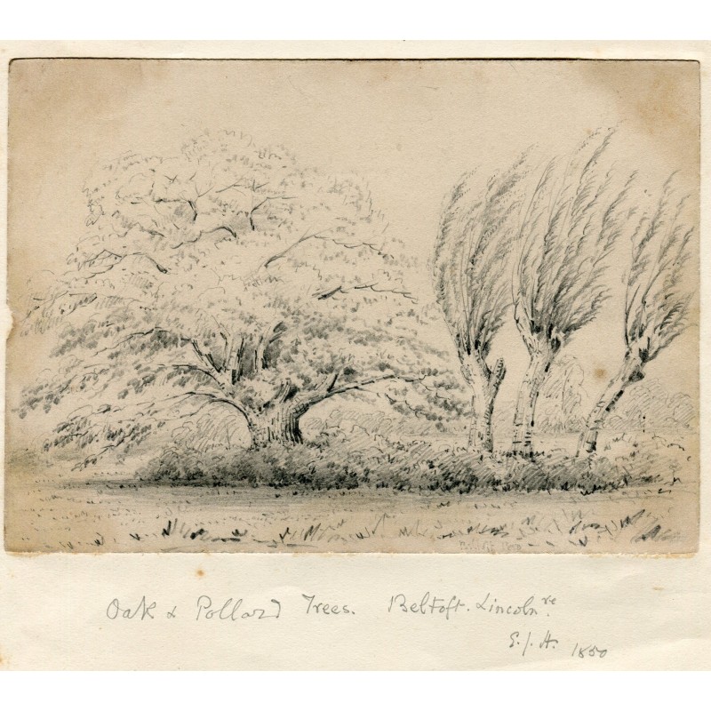 Oak and Pollard Trees. Belfort, Lincoln. Titulado, firmado con iniciales y fechado en 1850.