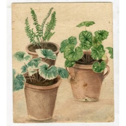 Pots with plants. Watercolor from the 19th-century English school.