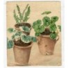 Pots with plants. Watercolor from the 19th-century English school.