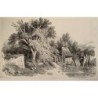 Étude lithographique d'arbres du XIXe siècle d'après Hubert
