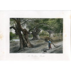 Inghilterra. A Burnham Beeches, incisione di A. Willmore da un'opera di Birket Foster.