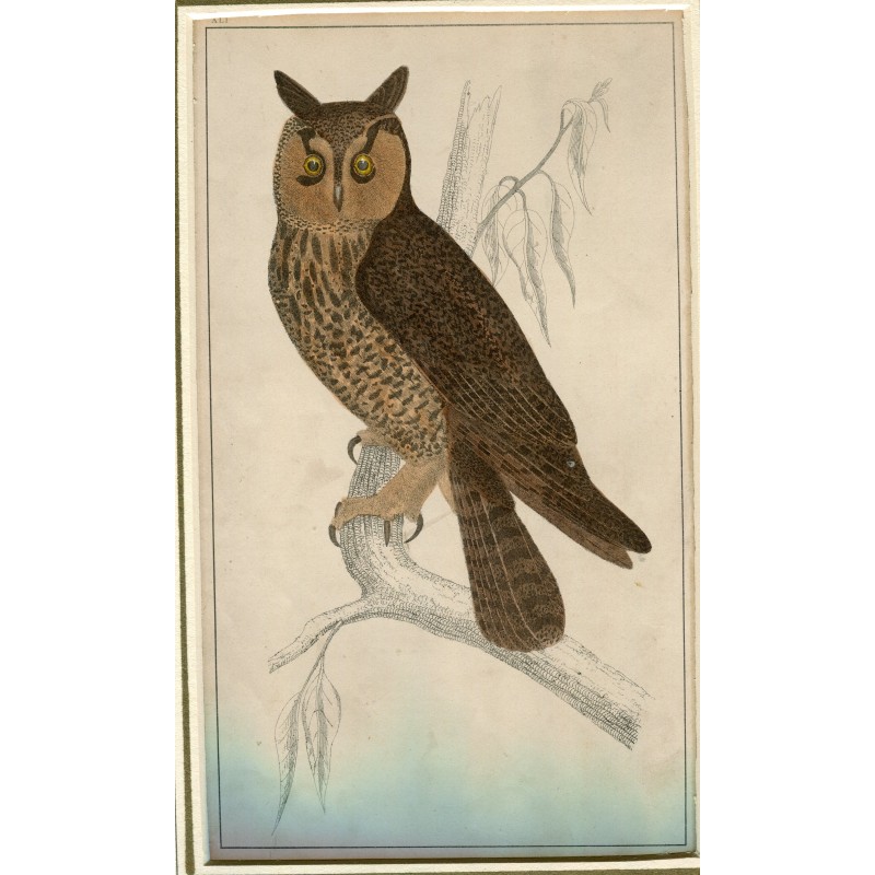 Birds. Long-eared Owl. Colored engraving made in 1870