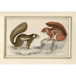 Écureuils à pattes de feu et Hottentot - gravure de 1852