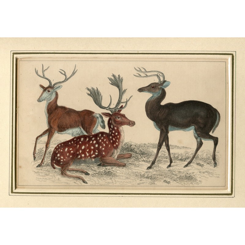 Cerfs de Virginie et daims - gravure de 1852