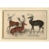 Cerfs de Virginie et daims - gravure de 1852