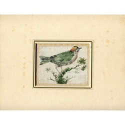 Bird. English watercolor from 19th century.