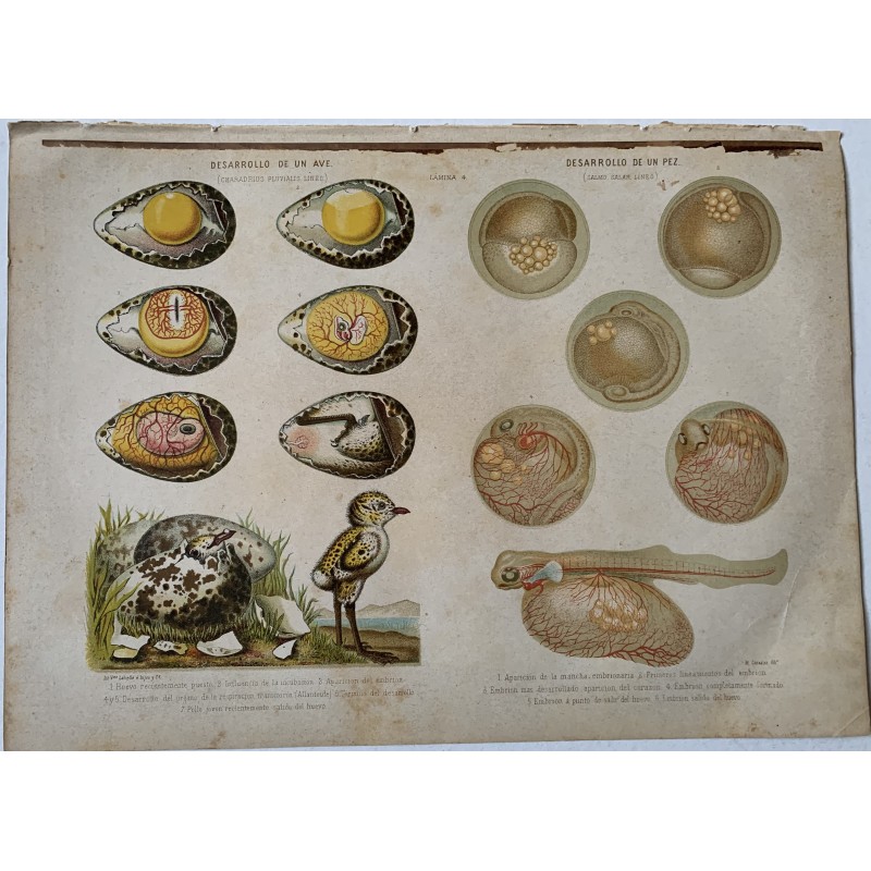 Sviluppo di un uccello e di un pesce (litografia a colori)