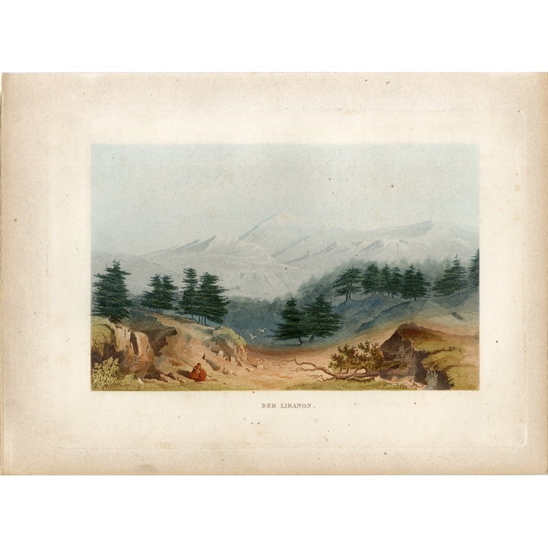 A cedar forest in Lebanon -  Biblical places