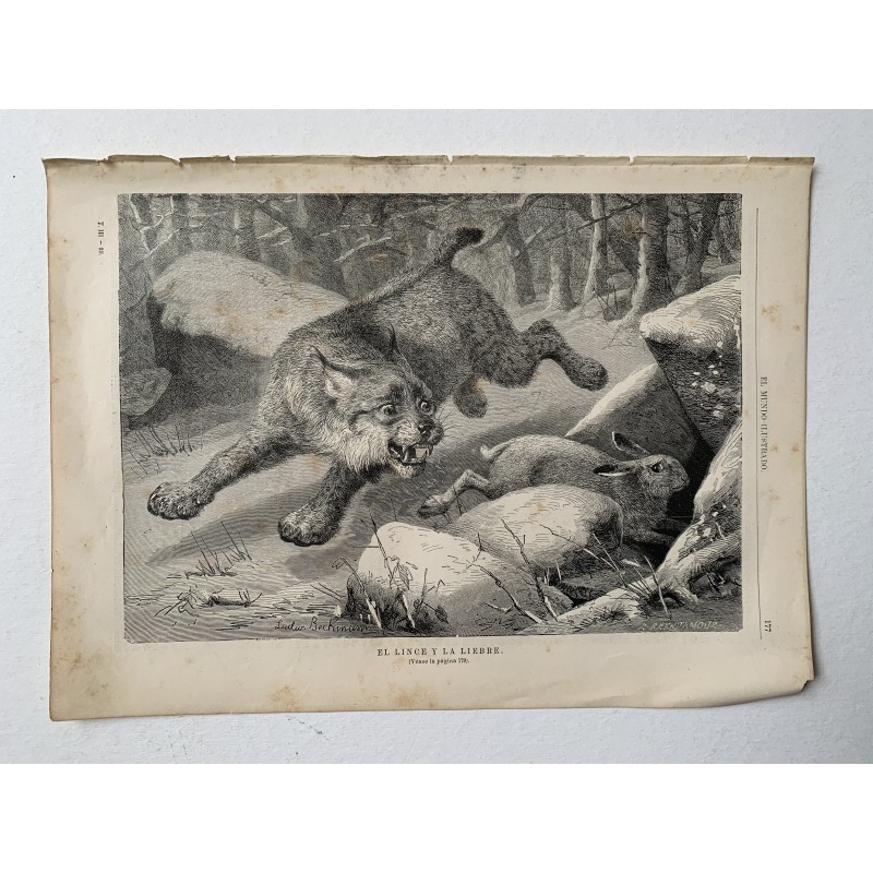 Ein Luchs jagt einen Hasen, 1880 aus El Mundo Ilustrado