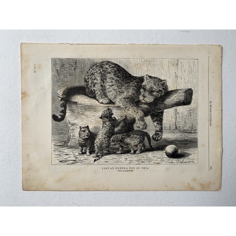 Giaguaro femmina con il suo giovane giaguaro, 1880 da El Mundo Ilustrado