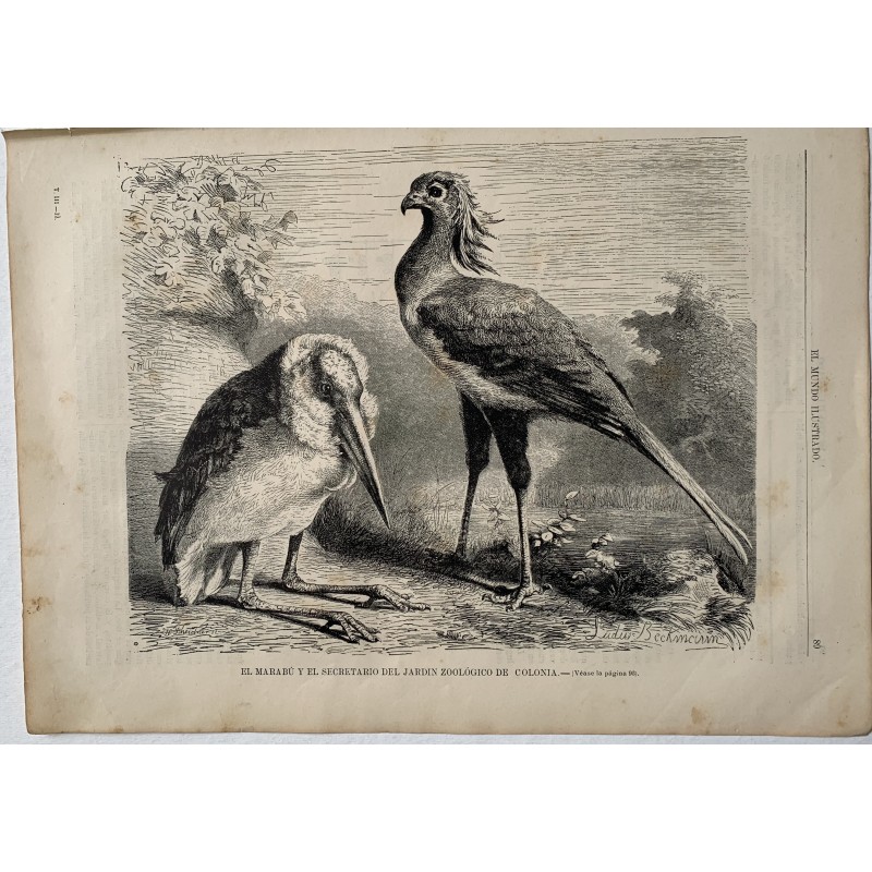 Der Marabu und der Sekretär, 1880 aus El Mundo Ilustrado