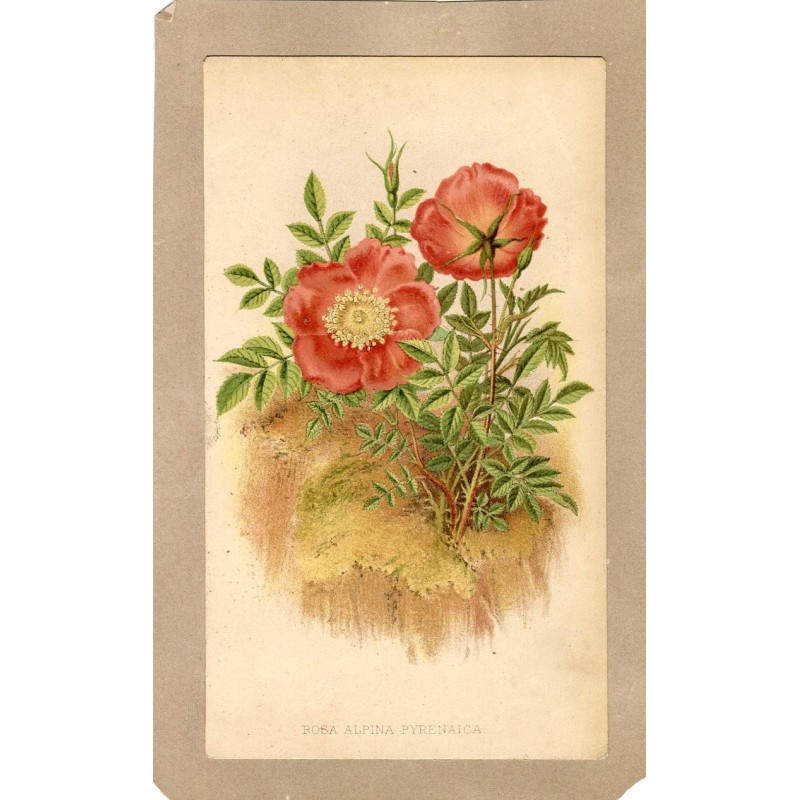 The Alpine rose or mountain rose (Rosa pendulina). Antique litography