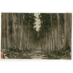 Cedar trees on the Nikko Kaido, Japan - Antique engraving
