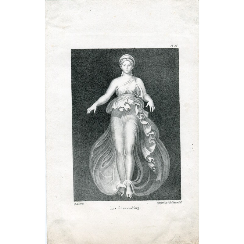 Iris descending drawn by W. Sharpe.