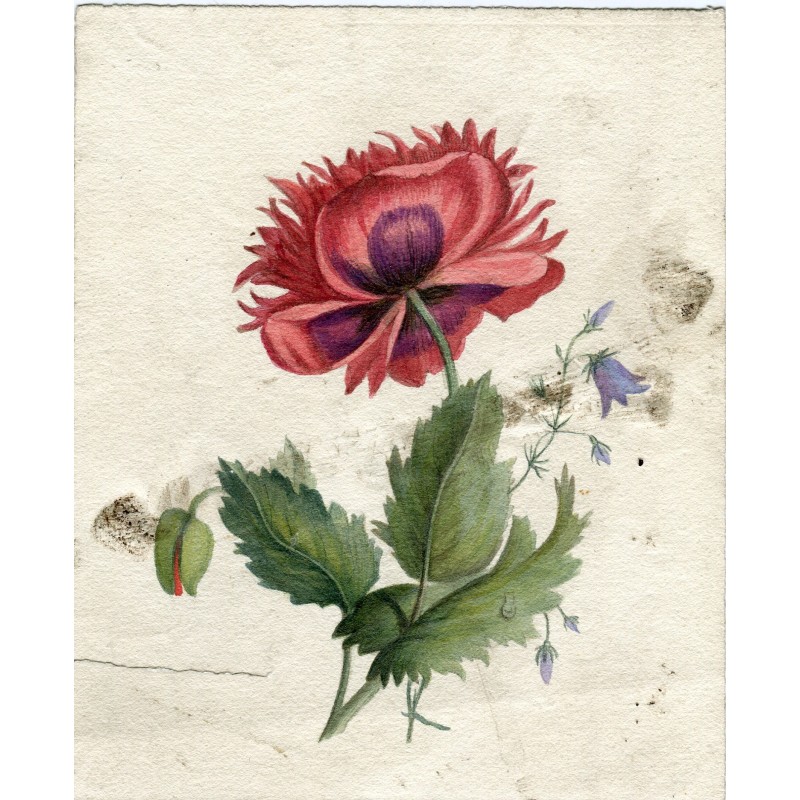 Blume. Handkolorierte Lithographie von GE Madeley