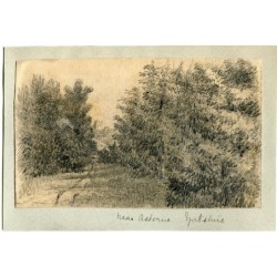 Inghilterra. Yorkshire vicino ad Acterna, disegno di alberi. XIX secolo.