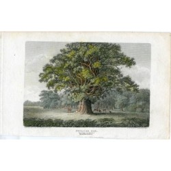 England. Staffordshire. Swilcar-Eiche im Needwood Forest. Kupferstich von 1807.