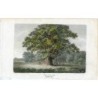 Angleterre. Staffordshire. Chêne de Swilcar dans la forêt de Needwood. Gravure de 1807.