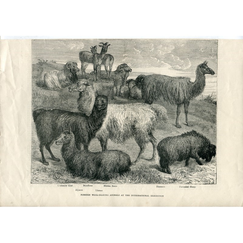 Animaux à laine étrangers à l'Exposition internationale. Lithographie Pearson.