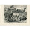 Animaux à laine étrangers à l'Exposition internationale. Lithographie Pearson.