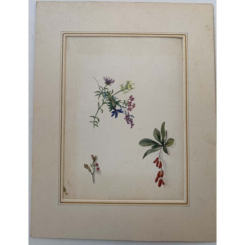 Fiori. Acquerello della scuola inglese del XIX-XX secolo