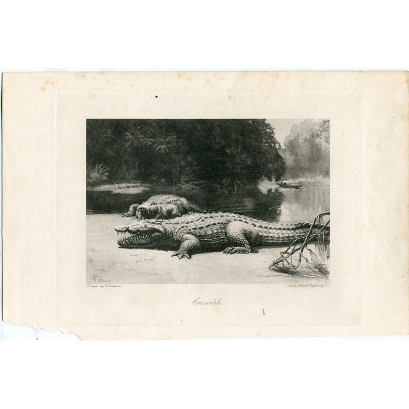 Crocodile. Heliogravure by E. Caldwell.