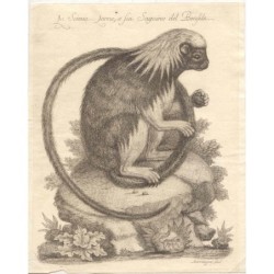 Leoncino tamarino (Leontopithecus rosalia) - incisione del 1763.