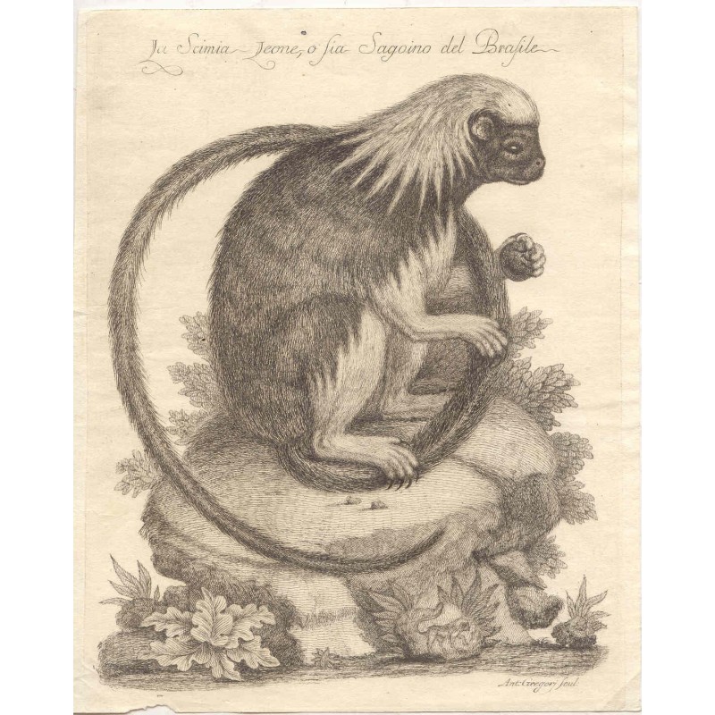 Lion Tamarin (Leontopithecus rosalia) - 1763 engraving.