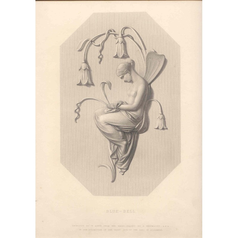 Blue-Bell. Bas-relief engraving.